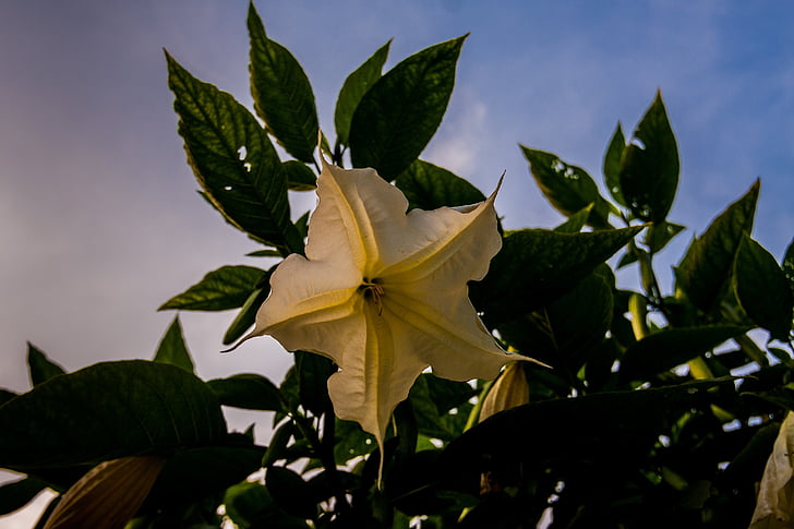 Angel trumpet, Hoa, buổi tối ánh sáng, Blossom, nở hoa, trắng, thực vật