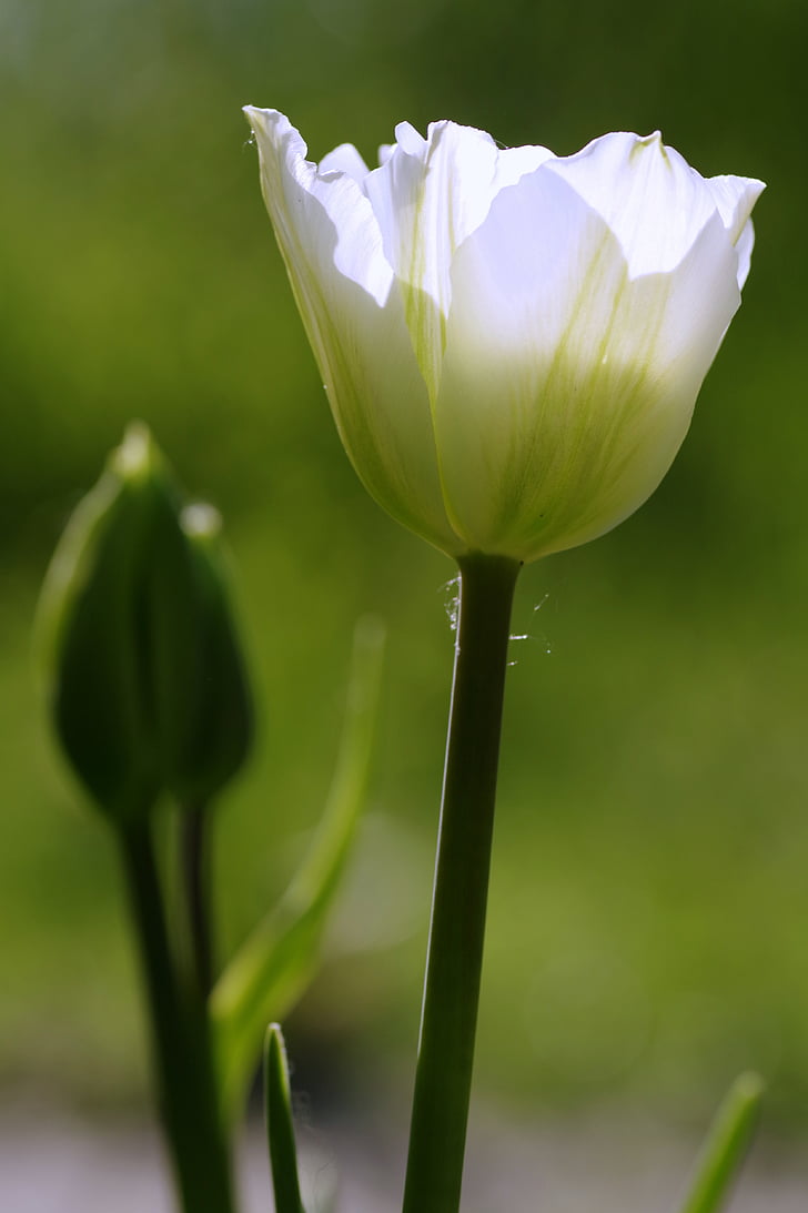 Hoa tulip, màu xanh lá cây, flowerbed, Sân vườn, lởm chởm, Hoa ly, thực vật có hoa