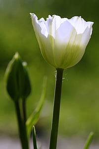 tulipány, Zelená, kvetinový záhon, Záhrada, zubaté, kvetinové pohár, kvitnúce