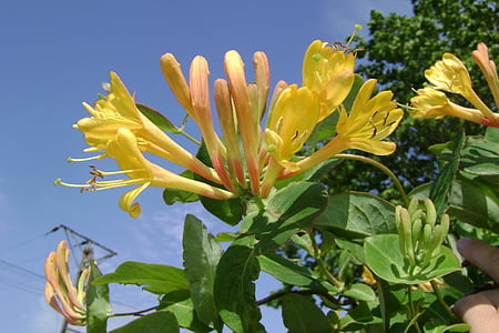 Kamperfoelie tellmanna, klimplant, bloem, natuur, plant, geel