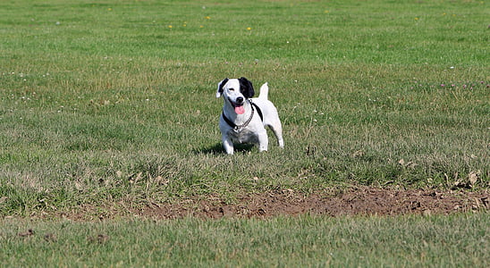 Jack russell, Jack terrier de russell, Terrier, cão, canino, animal de estimação, raça