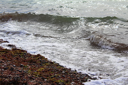 baltic sea, beach, wave, stones, seaweed, tang, sea