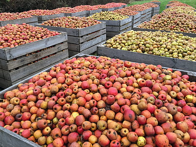ābolu, sarkani āboli, ražas, augļu koks, augļi