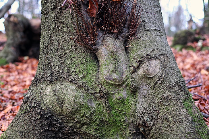 tree, funny face, forest spirits, tree bark, nature, log, leaves