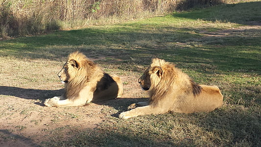 Lions, Afrique du Sud, faune, l’Afrique, nature, Sud