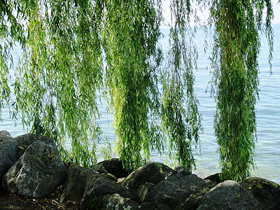 weeping willow, tree, hanging branches, green, stones, water