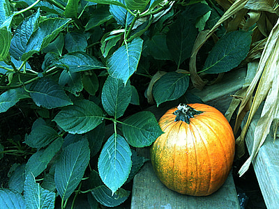 calabaza, otoño, cosecha, temporada, vacaciones, naturaleza, Halloween