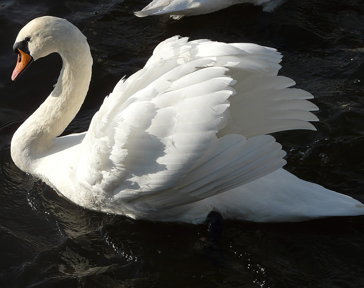 swan, lake, floating, white, bird