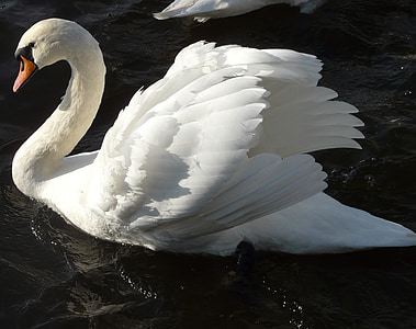 Swan, jazero, plávajúce, biela, vták