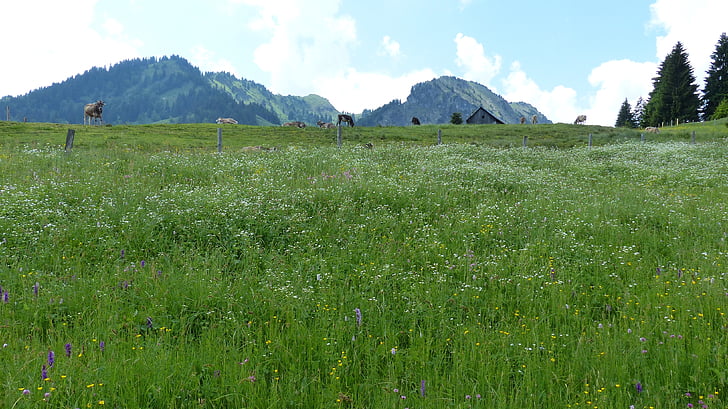 Allgäu, Alpe, Prado, vacas, montanhas, gado, natureza