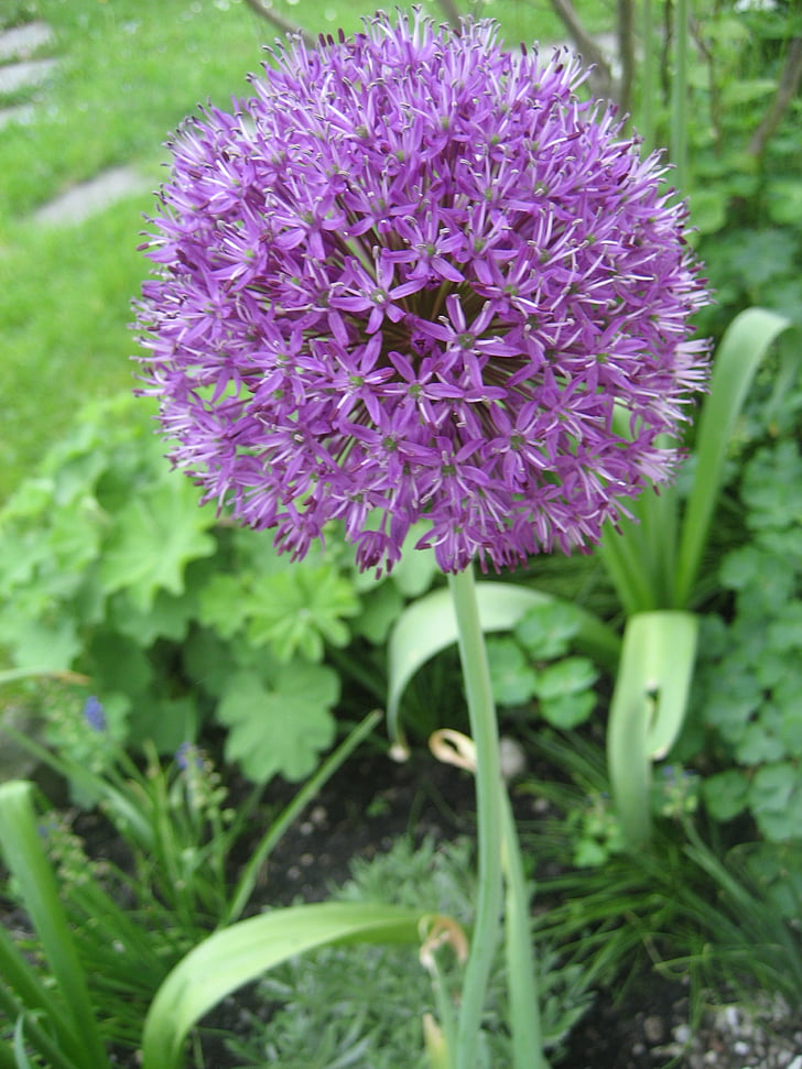 Alium, plant d’oignon, Purple, jardin, plante, fleur, poireau