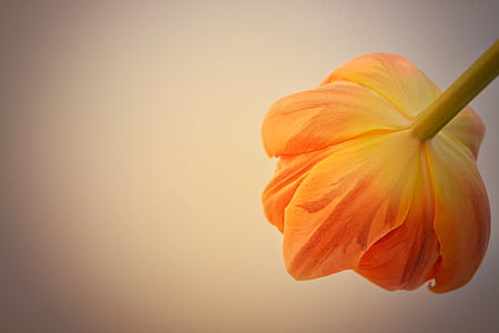 tulip, flower, orange, blossom, bloom, orange blossom, orange flower
