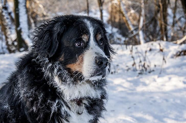 Bernese mountain dog, sennen Berner, Suíça, Schweizer sennenhund, animal, cão, animal de estimação