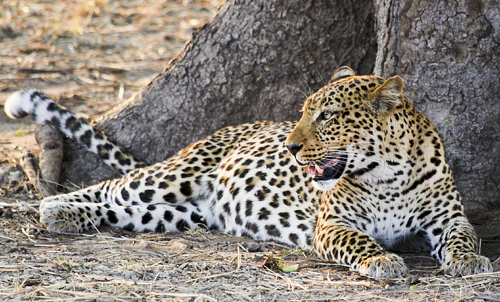 leopard, africa, animal, wild, safari, nature, savannah