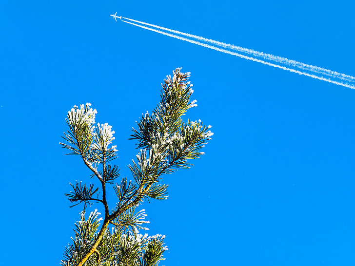 sky, blue, winter, aircraft, contrail, nice weather, pine