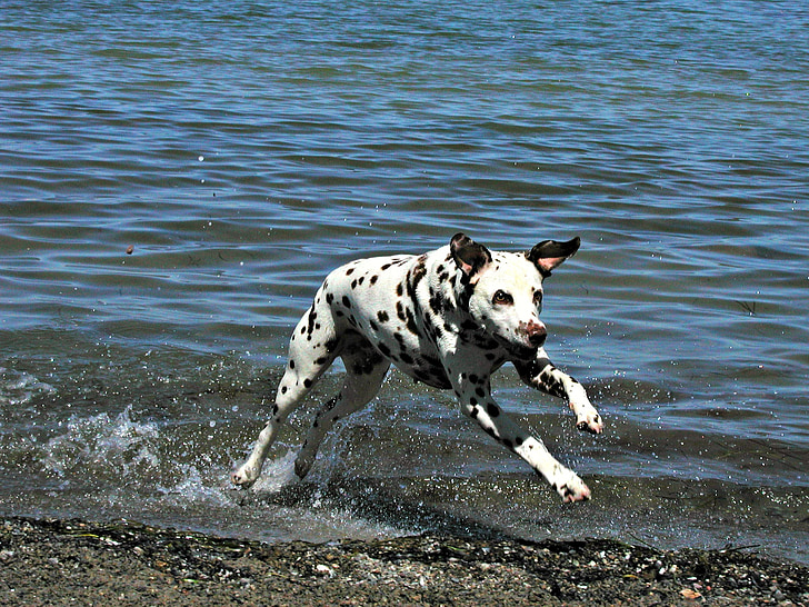 Далматин, куче, кучешки, забелязан, петна, тичане, вода