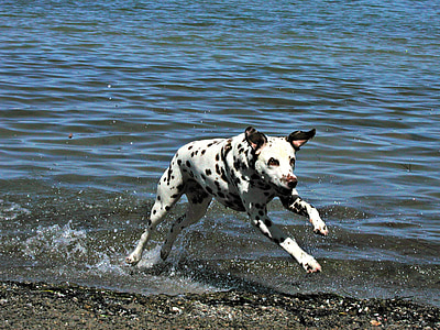 dalmatian, dog, canine, spotted, spots, running, water