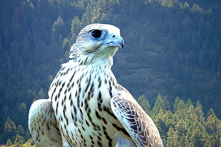 falcon, gyrfalcon, bird, raptor, beak, head, predator