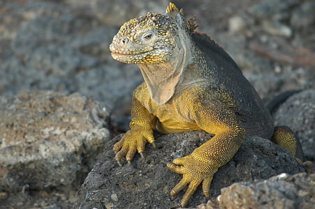 gyík, Galapagos, echse, Ecuador, természet, sziget, állati wildlife