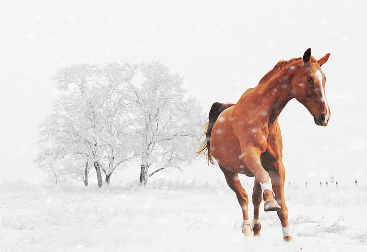 Vinter, hest, spill, snø, dyr, natur, snø landskap