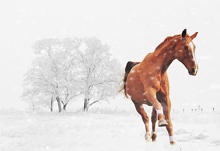 hiver, cheval, jouer, neige, animal, nature, paysage de neige
