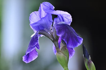 iris, blue, plant, flower, wild plant, wild flower, blossom