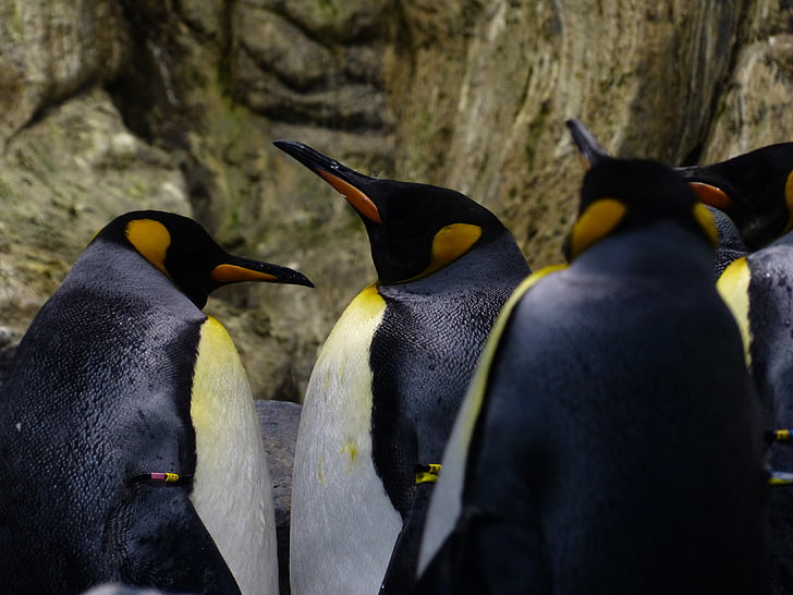 King penguins, pingviinit, nokka, Katso, Odota, aptenodytes patagonicus, spheniscidae