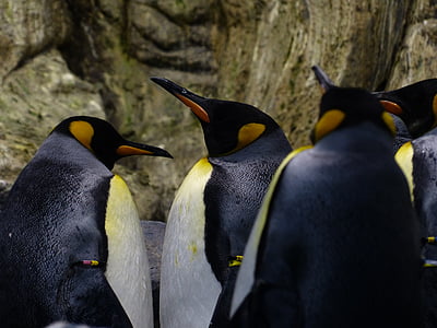 koning van de pinguïns, Pinguïns, snavels, blik, wachten, Aptenodytes patagonicus, Spheniscidae