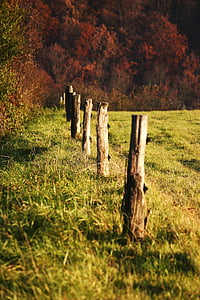 Slovakien, naturen, hösten, skogen, land, störar, staket