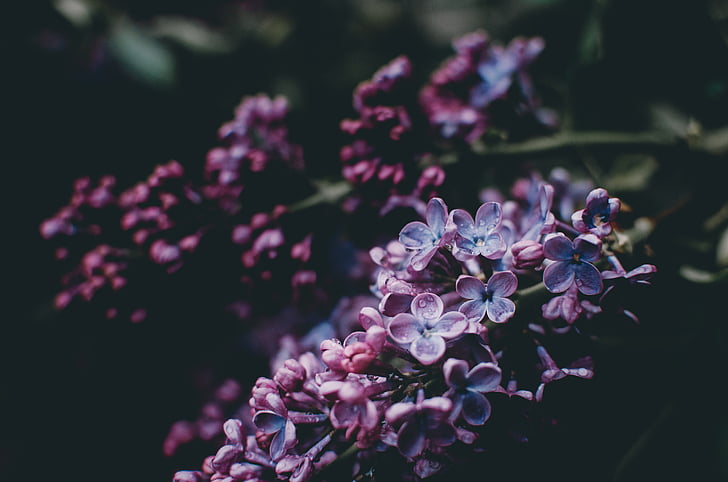 nature, plants, purple, flowers, bloom, garden, blur