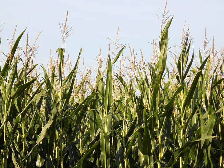 campo de maíz, maíz, arable, alimentos, agricultura