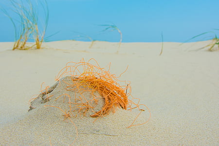 borkum, 海滩, 北海, 漂浮物, 沙子, 自然, 没有人
