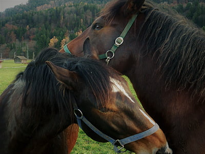 paard, paarden, hoofd van het paard, natuur, dier, bruin paard, dierenwereld