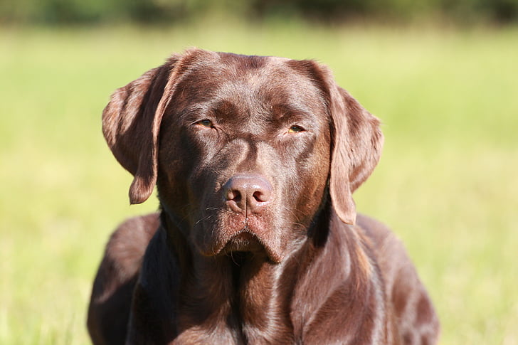 Labrador, pes, domácí zvíře