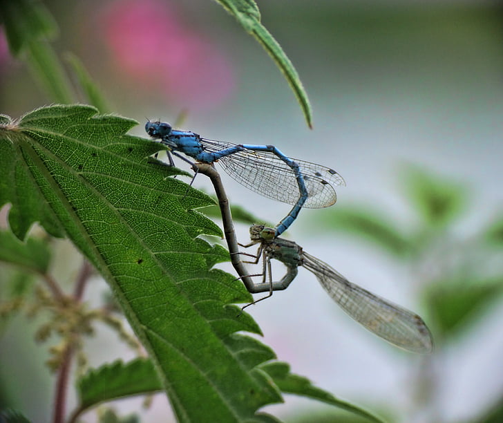 Dragonfly, pradă, prădător, insectă, natura, macro, animale