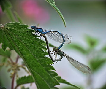 dragonfly, prey, predator, insect, nature, macro, animal