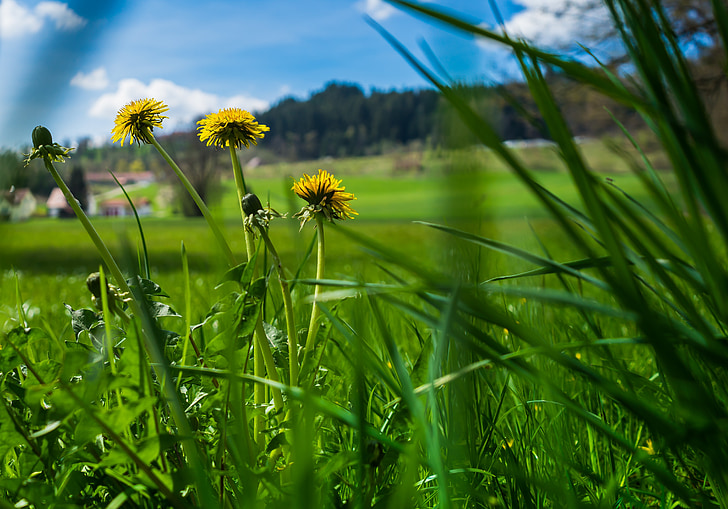 vara, floare, iarba, fundal, fundal de ecran, pupitru background, natura