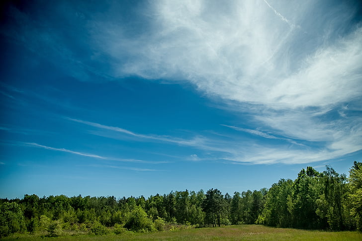 Les, krajina, obloha, strom, Příroda, barvy, světlo