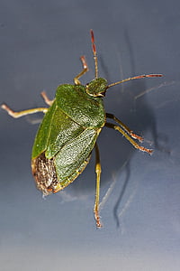bug, groen, insect, macro, sluiten, glans, sonde
