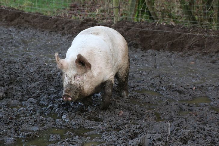 lợn trong nước, con lợn, bùn, bụi bẩn, Trang trại, nông nghiệp, chăn nuôi