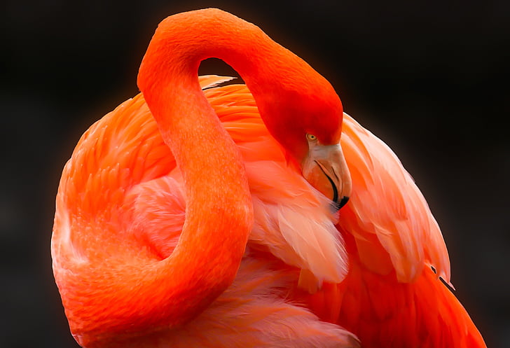 animal, pájaro, Flamingo, pluma, rojo, proyecto de ley, cuidado