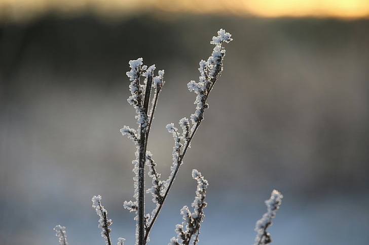 Frost, rijm, winter, ijs, eiskristalle, Bijvoet, bevroren