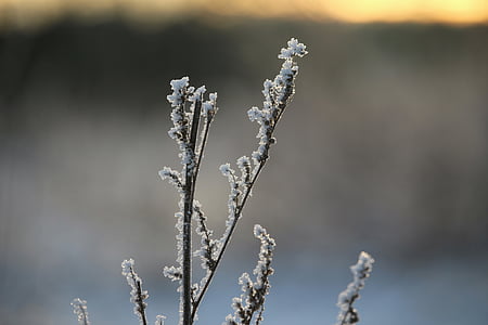 frost, hoarfrost, winter, ice, eiskristalle, mugwort, frozen