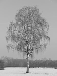 tree, lonely, birch, nature, snow, landscape, rest