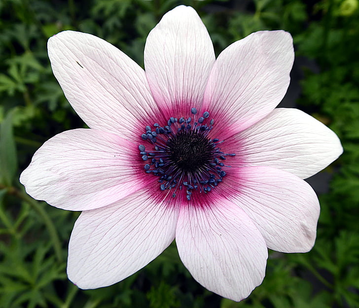 kwiat, Anemone, Ranunculaceae, biały, różowy, pręciki, Płatek