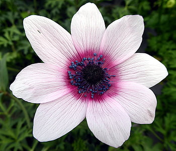 花, 银莲花, 毛茛科, 白色, 粉色, 雄蕊, 花瓣