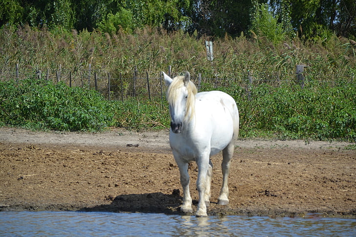 Camargue, zvířata, bílá, kůň, řeka, voda
