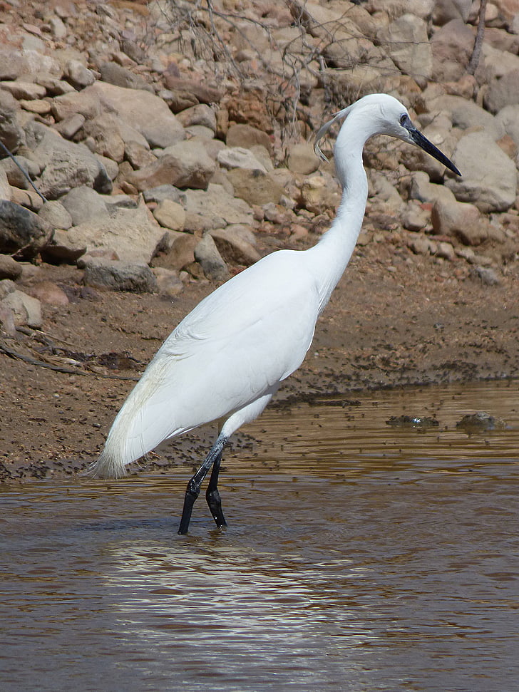 Egreta mica, pasăre de apă, Martinet blanc, Ebro delta, Snowy egreta egretta garzetta, Parcul natural, mlaştini