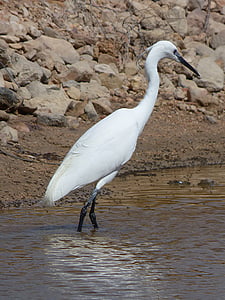 mala bijela čaplja, voda ptica, Martinet blanc, Ebro delta, pišam egretta garzetta, park prirode, močvara