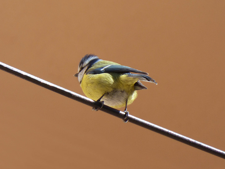 ocell, mallerengas, cable, mallarenga carbó, Parus major